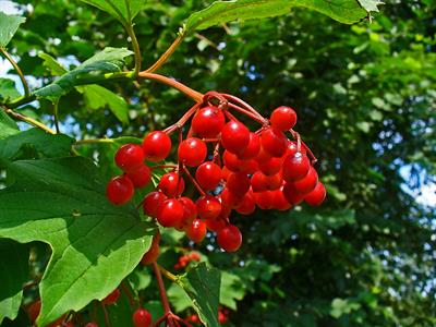بداغ (Viburnum)، یومی مناطق معتدل نیمکره شمالی،  های بداغ شبیه گوله برفی های بزرگ و شاد زمستان اند که در بهار میهمان باغچه شده باشند.